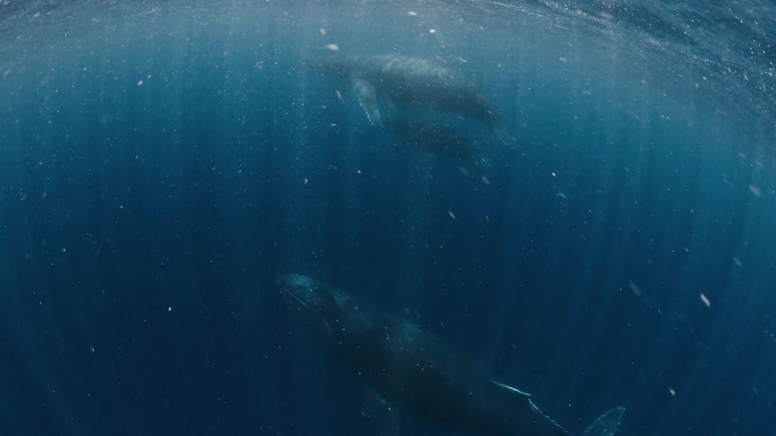 Three humpback whales swim through deep blue ocean water as sunlight filters down from the surface in bright streaks