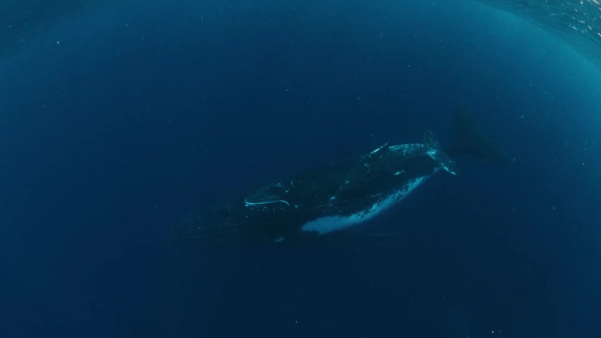 A large whale swims through the deep blue ocean beneath the surface of the water
