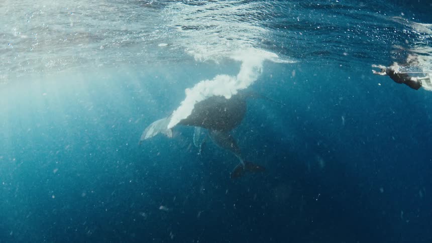 A large whale along side a smaller whale glide through the deep blue water just below the oceans surface while a swimmer moves nearby above