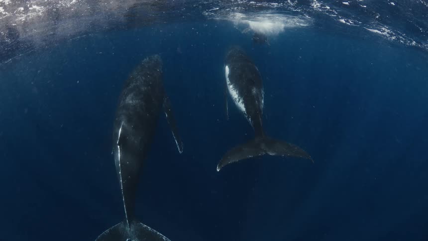 Two adult whales and a calf swimming near the ocean surface
