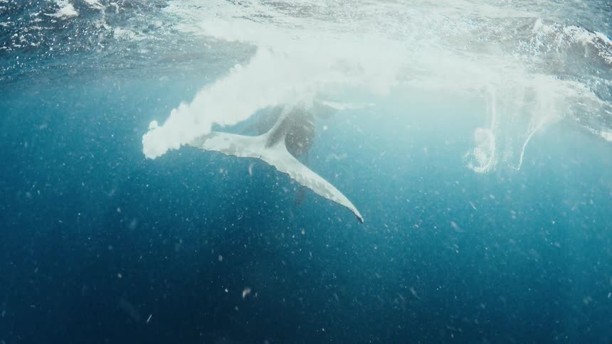 A humpback whale breaches the surface of the ocean creating a large splash as its tail descends into the water