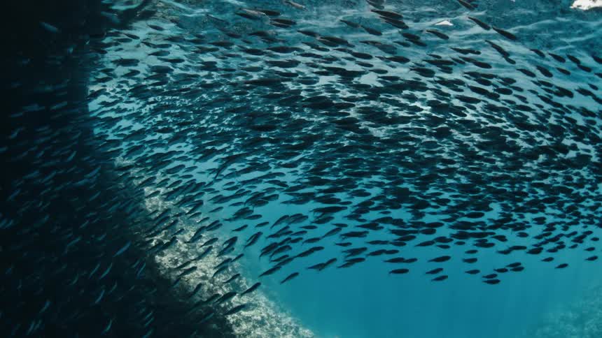 A swirling school of small dark fish moves together near a rocky reef in clear blue water