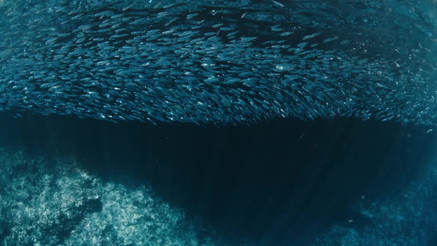 Large school of fish swimming near the water surface