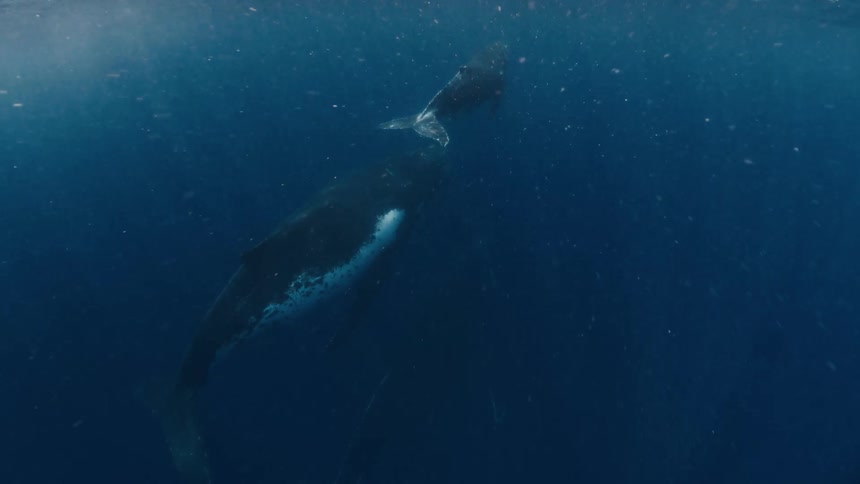 A view from beneath the water shows sunlight filtering through the surface while bubbles two whales and ripples move across the blue ocean