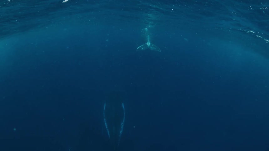 Whale tail near the surface with another whale visible at greater depth