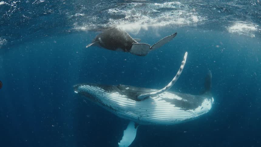 Adult whale swimming with a calf just below the ocean surface