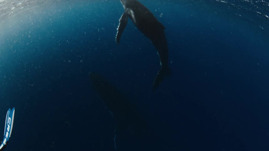 Two whales swim in the deep blue ocean with one near the sunlit surface and another deeper below in the water