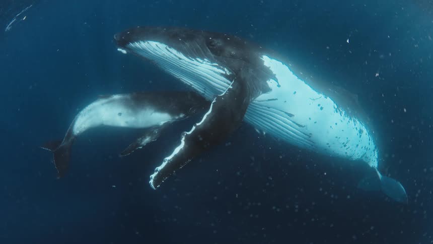 Two whales swimming in the ocean