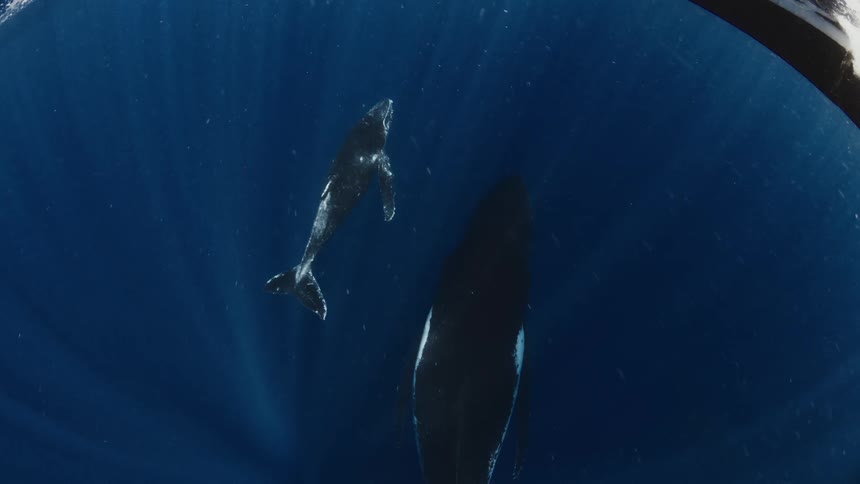 Adult whale and calf swimming in deep water with a diver near the surface