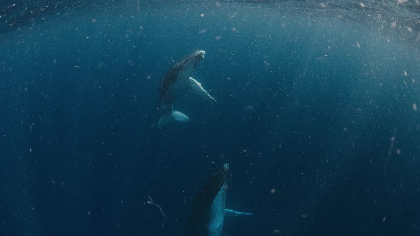 Two whales floating below the surface as sunlight illuminates debris in the water