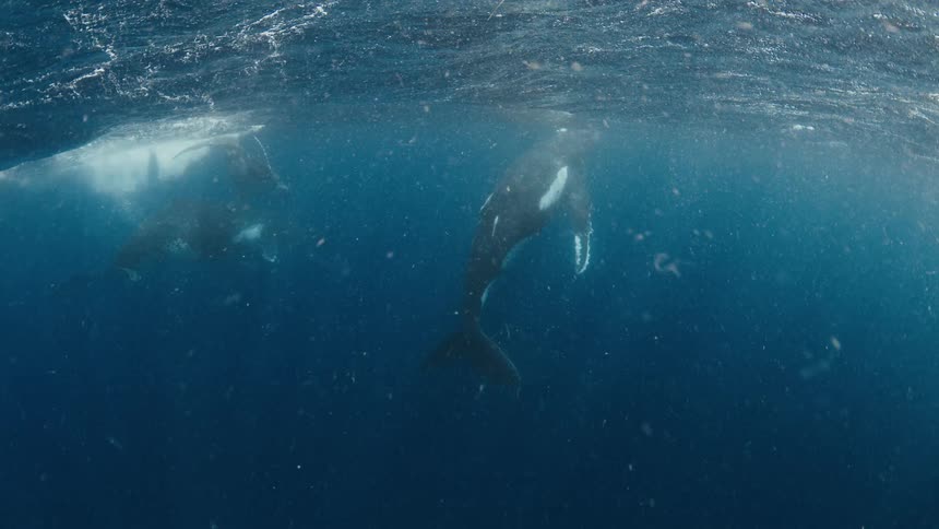 Whales swimming just below the ocean surface