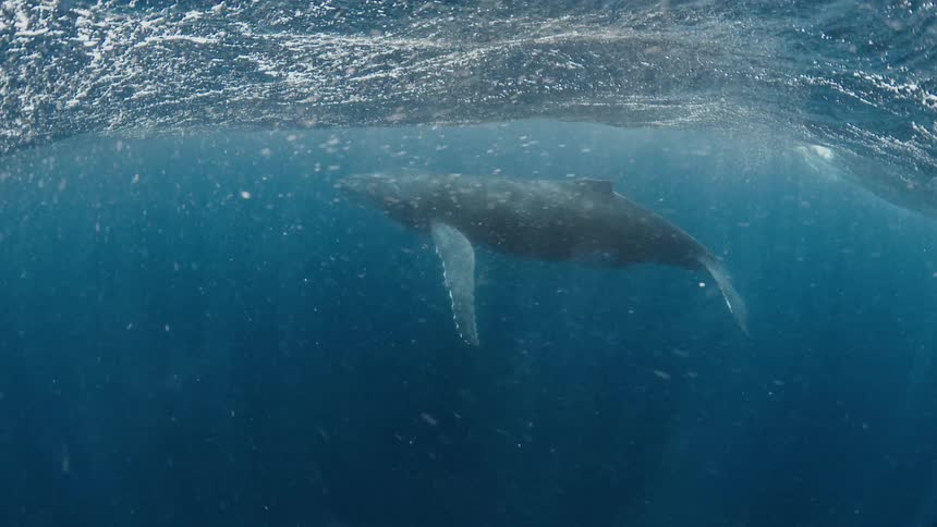 Whale floating just below the water surface as sunlight shines from above
