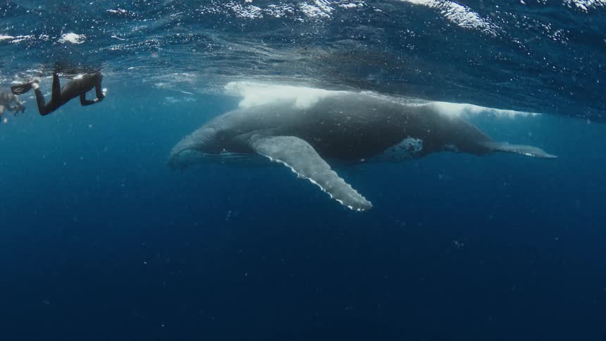 Diver swimming near a whale just below the ocean surface