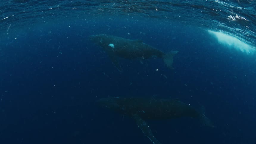 Two humpback whales swim through deep blue ocean water as sunlight filters down from the surface in bright streaks