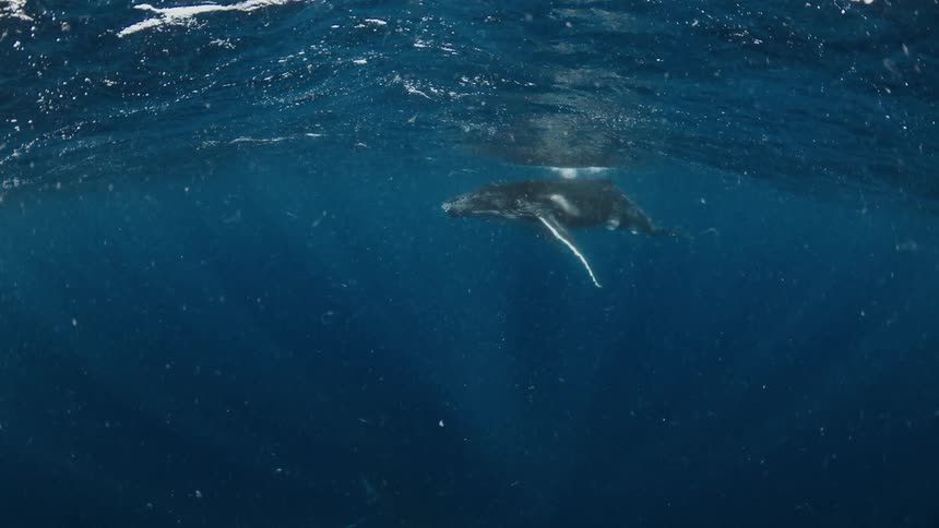 A large whale swimming in the ocean near the surface