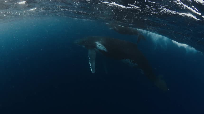 Two whales swim just beneath the oceans surface in the deep blue water