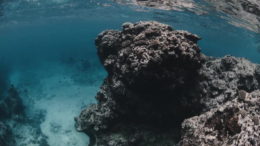 Small fish are swimming near a coral reef