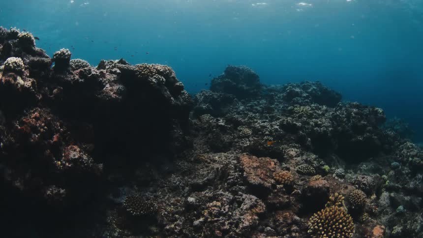 The video features a slow underwater tracking shot across a vibrant coral reef teeming with small tropical fish sunlight filters down from the surface illuminating various coral formations and the deep blue expanse of the ocean