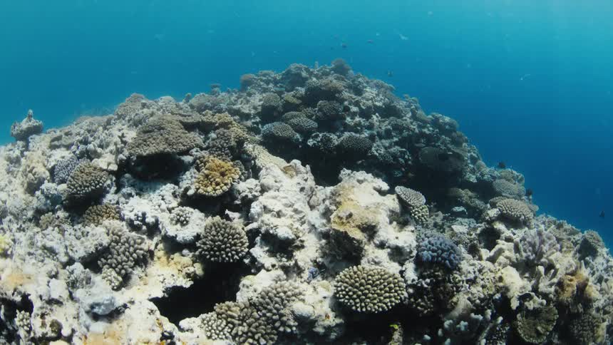 The video features a diverse coral reef teeming with small fish under clear blue water the camera glides over various coral formations highlighting the vibrant underwater ecosystem