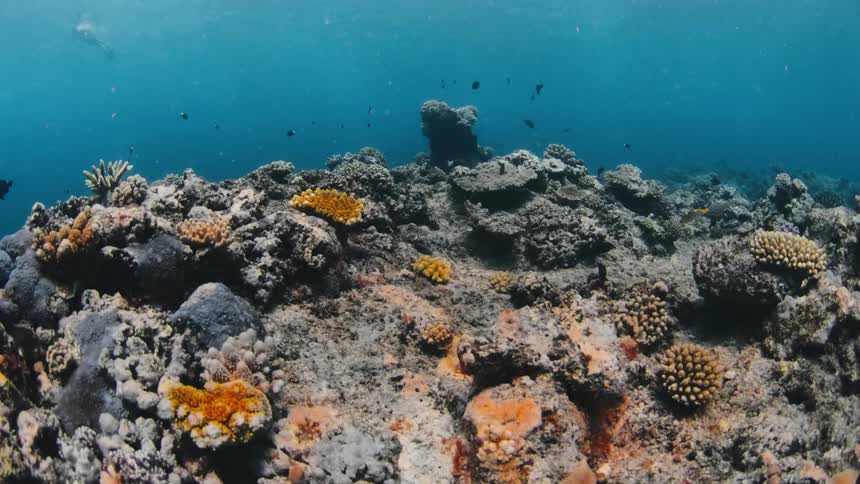 A view of a coral reef underwater