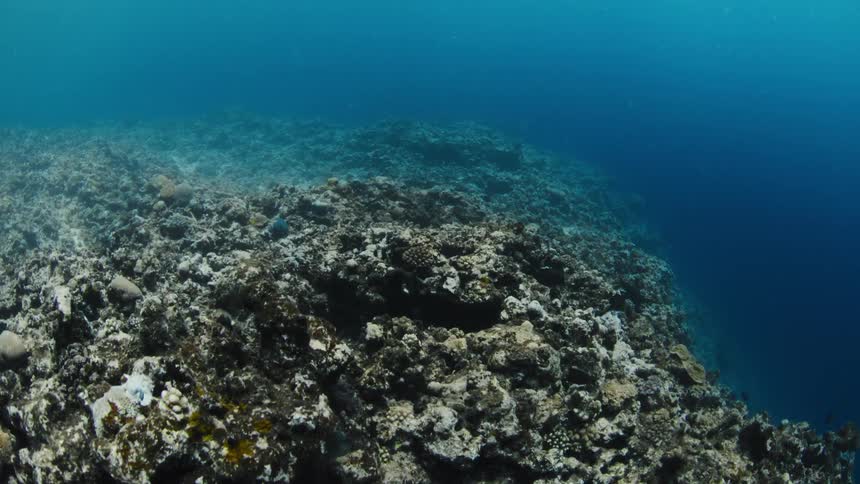 Fish swims through murky water near a coral reef