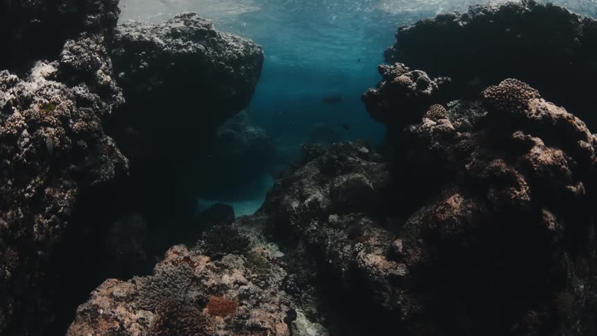 Fish are swimming between the coral on a reef