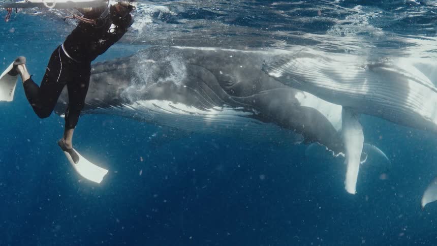 Diver swimming beside a whale just below the ocean surface