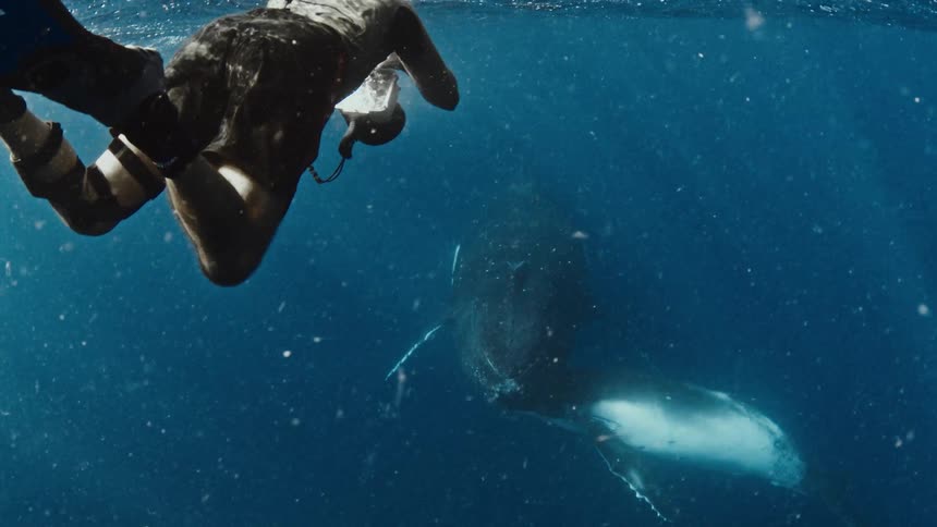 A diver swims near the surface of the blue ocean while a large humpback whale glides through the deep water below him