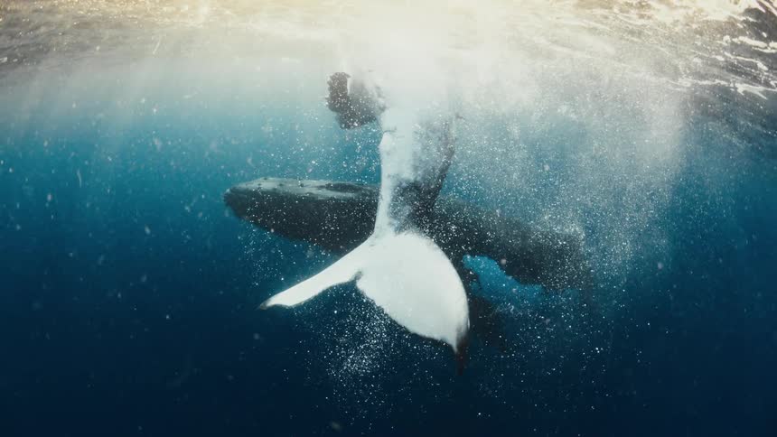 Two whales swimming and diving underwater near the ocean surface