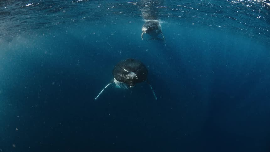 Two whales floating below the surface as sunlight shines from above