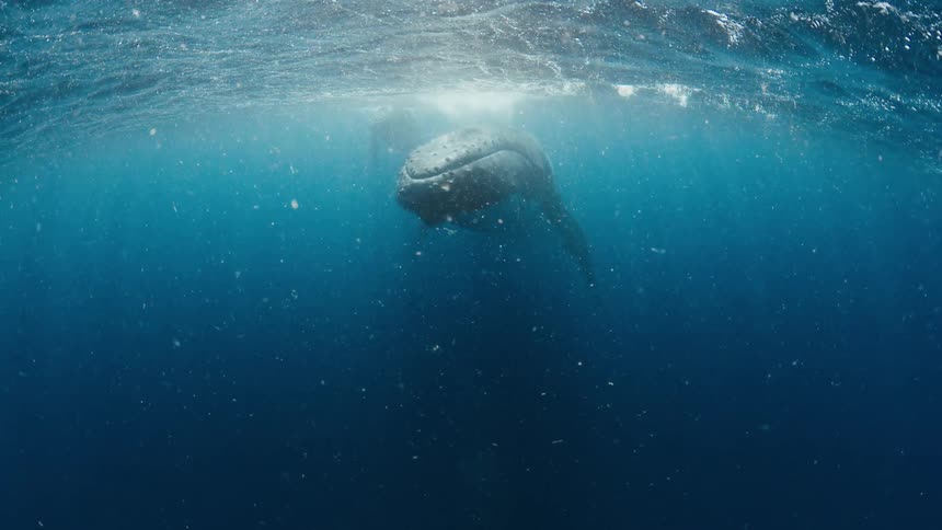 A massive humpback whale swims peacefully just beneath the sunlit surface of the deep blue ocean the underwater footage captures the gentle movement of the marine giant as it glides through clear sparkling water