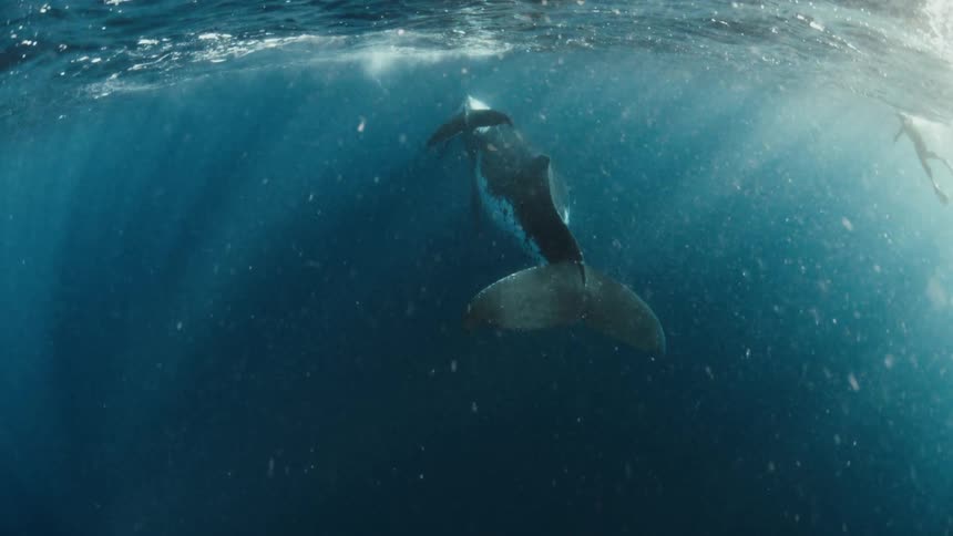 A whale swimming in the ocean