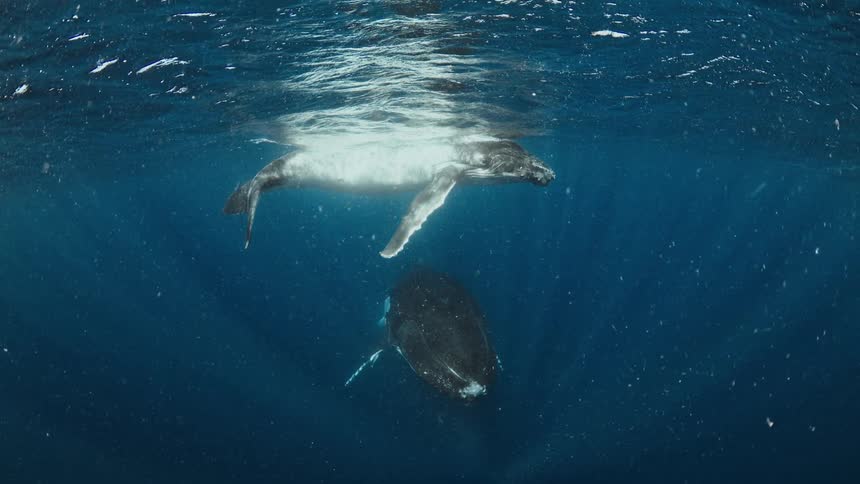 Two humpback whales swim through deep blue water while sunlight filters from the surface
