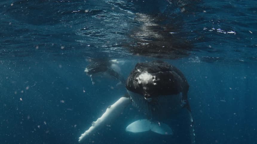 Two humpback whales swim slowly near the oceans surface as sunlight filters through the blue waterthe whale in the foreground releases a stream of bubbles from its blowhole while staying close to its companion