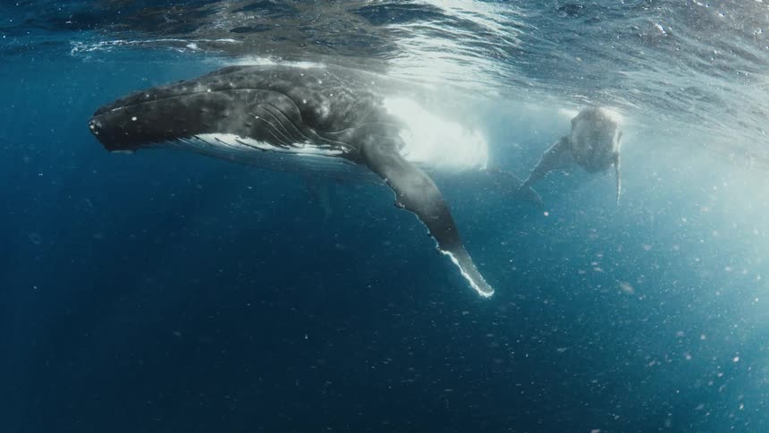 Adult whale swimming just below the surface with a calf in the background