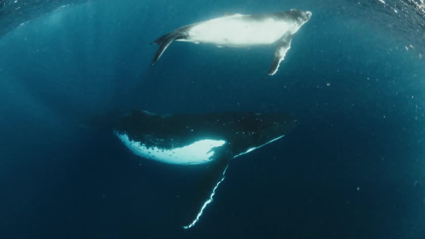 Whale calf swimming above an adult whale in deep water