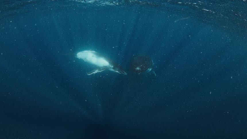 Whale calf swimming beside an adult whale in deep water