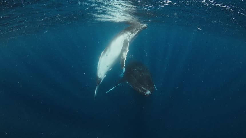 Whale swims near the surface in deep ocean waters
