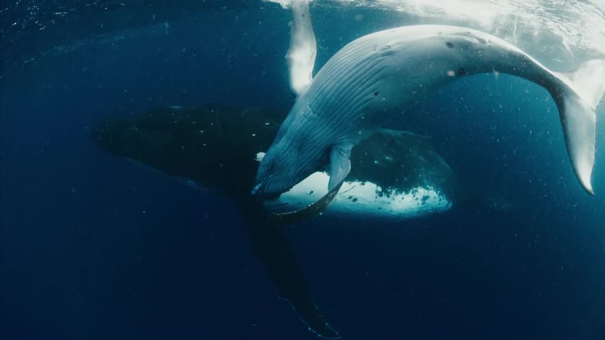 Two humpback whales swimming gracefully underwater in the deep ocean