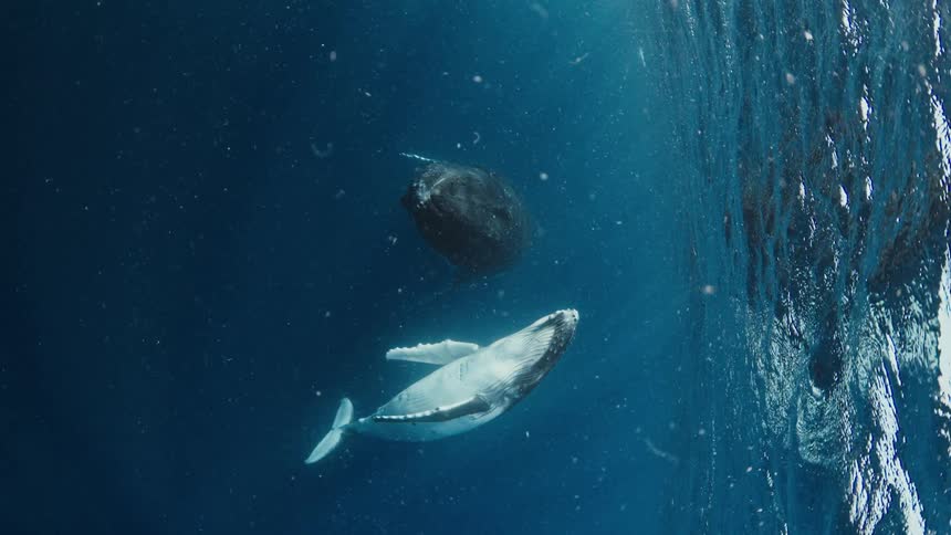 A mother humpback whale and her smaller calf swim through deep blue ocean water while sunlight filters down from the surface creating bright rays and illuminating small particles in the vast underwater environment as they glide near the top