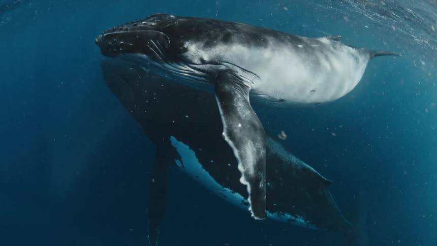 Whale calf swimming above an adult whale in the ocean