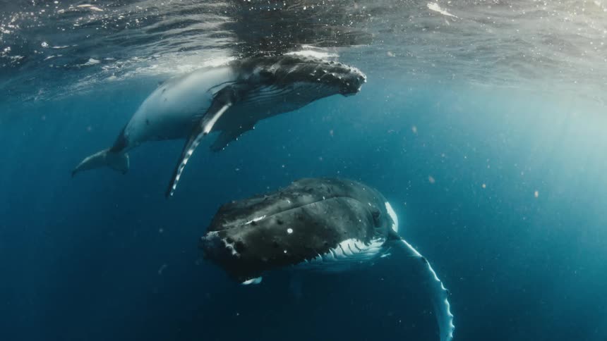 Two humpback whales swim together in deep blue ocean water under natural sunlight