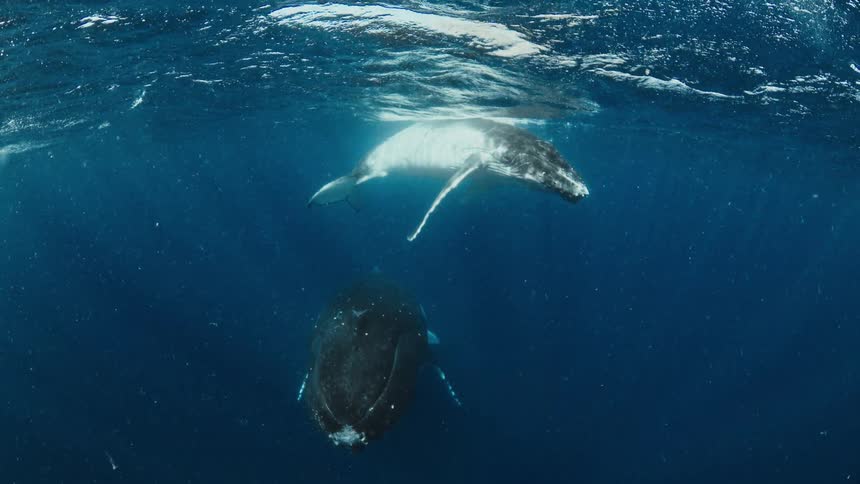 Two whales float near the surface of the water during the daytime