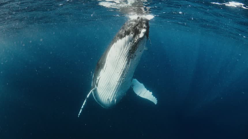 An underwater shot captures two humpback whales swimming gracefully through deep blue ocean watersunlight filters through the surface illuminating the whales textured bodies as they move toward the camera