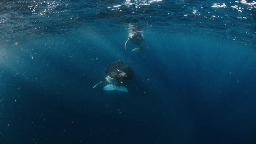 Two whales swimming in the ocean