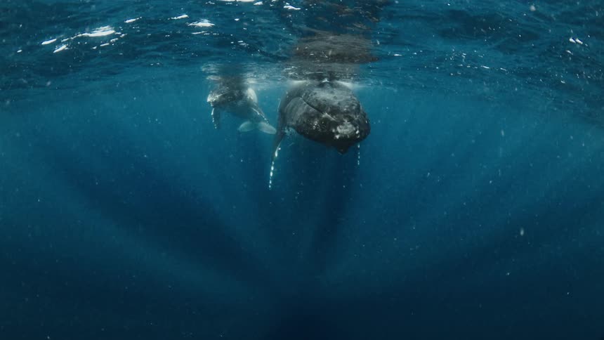 Sunlight shines onto two whales floating near the surface of the ocean during the daytime