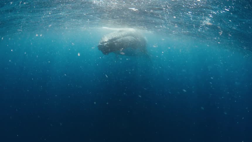 A whale swimming in the ocean