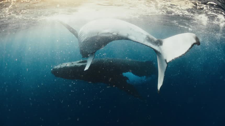 Two whales swim just beneath the surface of the ocean