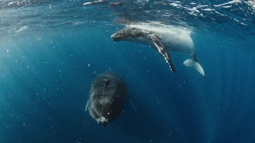 Two whales swimming just below the ocean surface