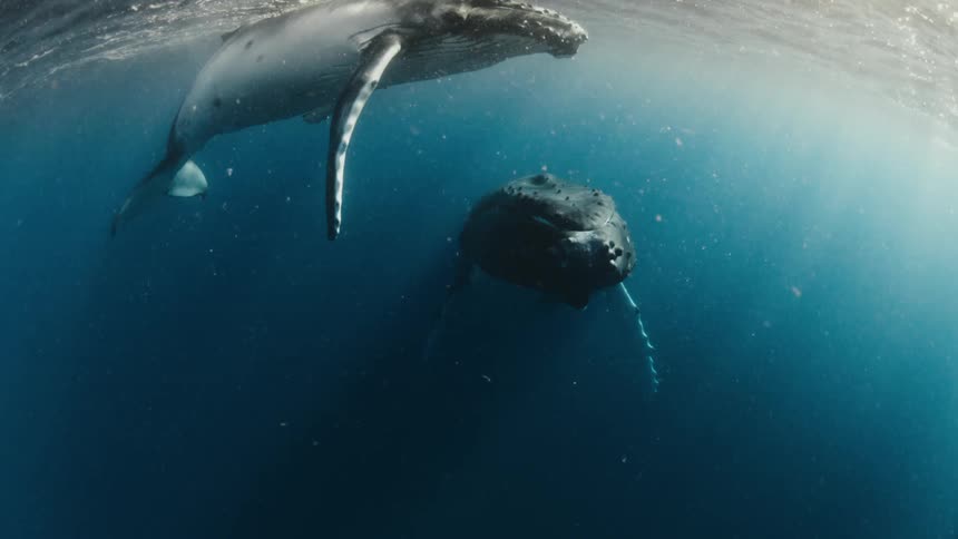 A mother humpback whale and her calf swim together in the open ocean near the water surface